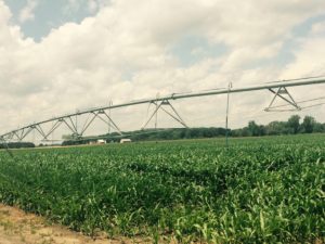 Irrigation system watering cornfield under partly cloudy sky.