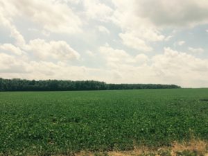 corn growing in field