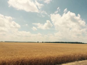Golden wheat field under a blue sky with clouds.