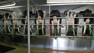 Milking dairy cows by machine