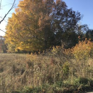 Autumn landscape with colorful trees and clear blue sky.
