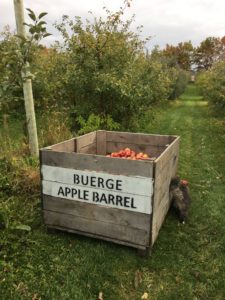 Wooden box filled with apples in orchard.