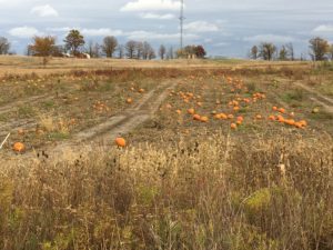 Field with scattered pumpkins and autumn landscape.