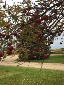 Ripe apples on a branch in autumn orchard.
