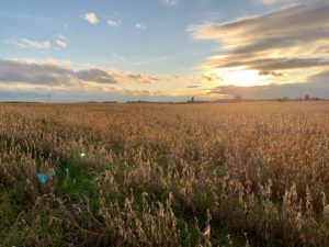 Wheat field in the fall