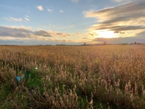 Golden field at sunset with cloudy sky.